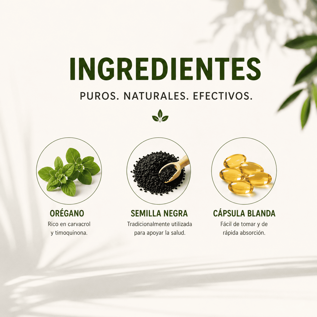 Cápsulas de aceite de orégano (60 cápsulas)